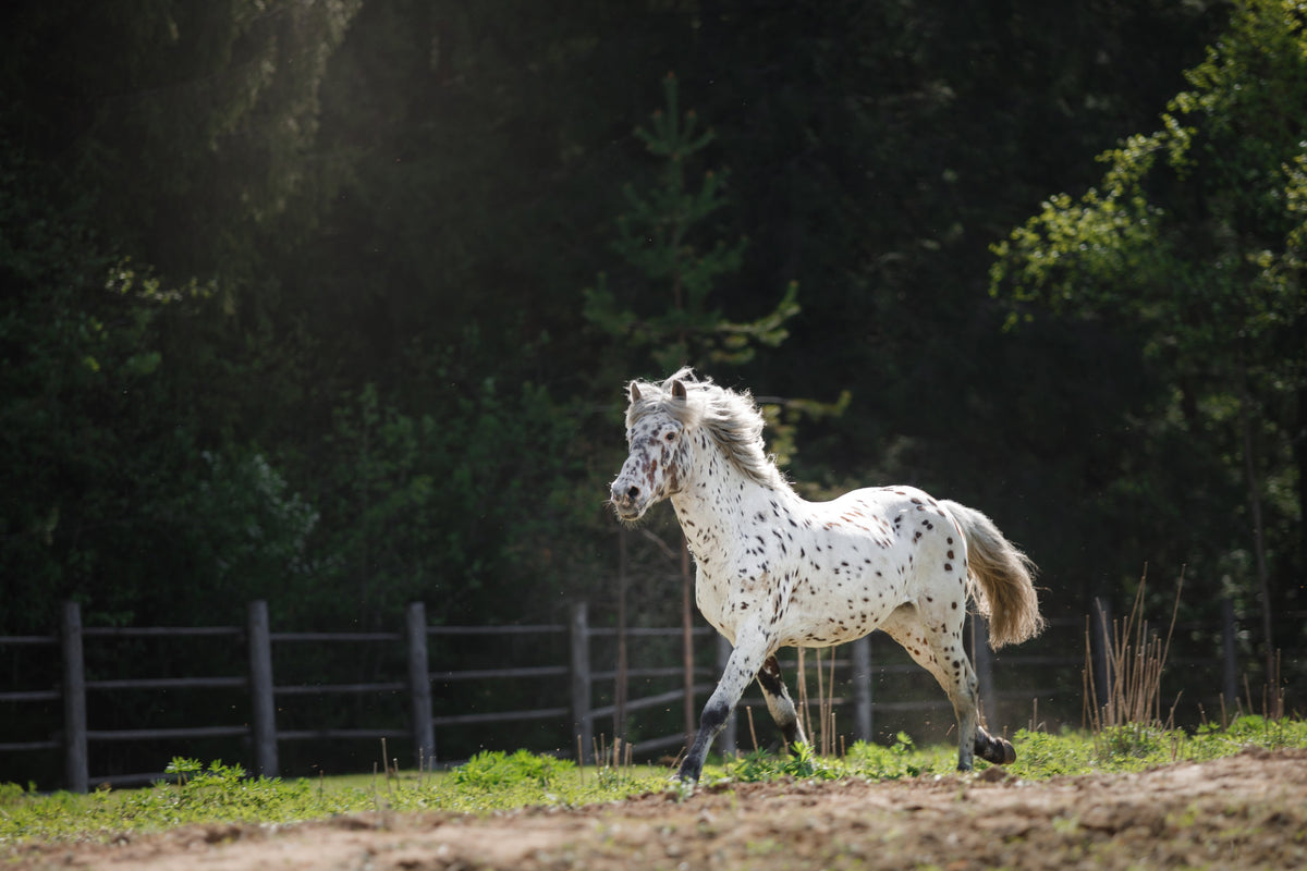 A white horse with dark spots moving beside a wooden fence.