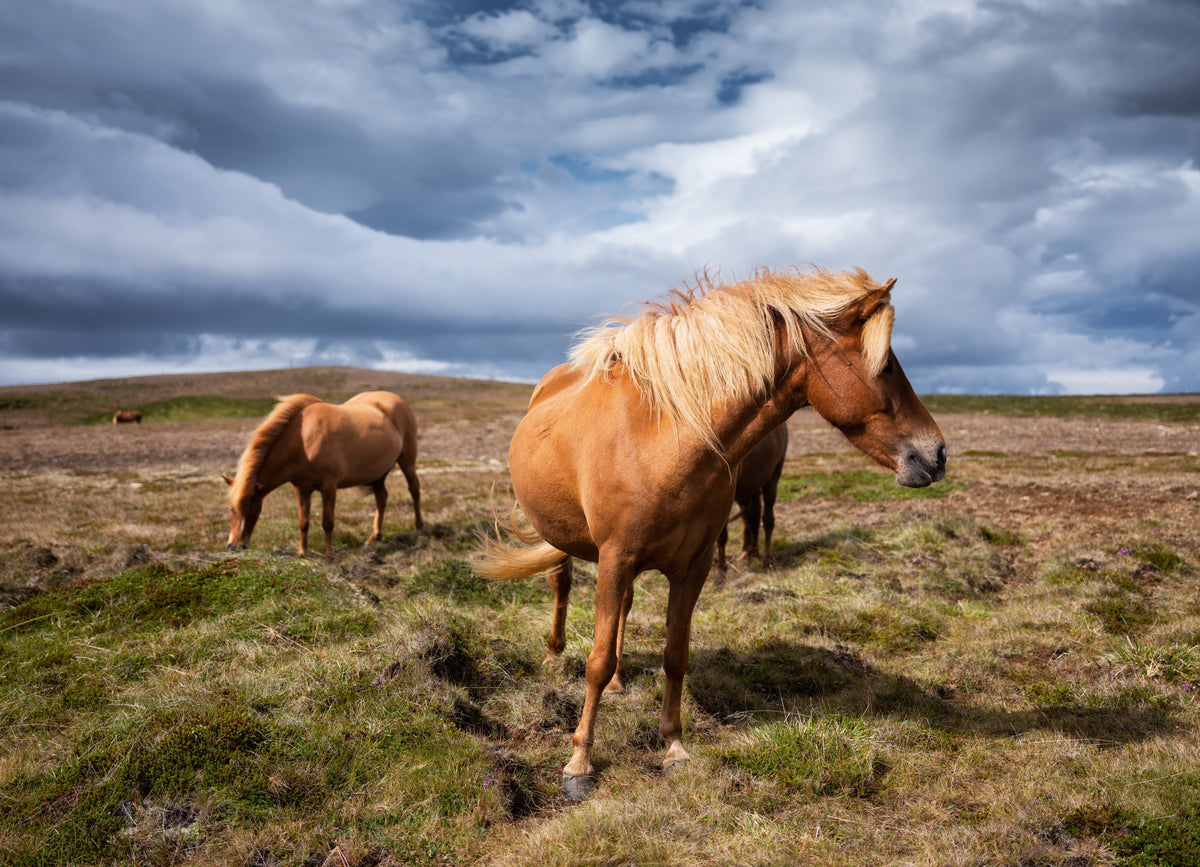 Two small, sturdy horses with thick manes standing in open grassland beneath a cloudy sky.