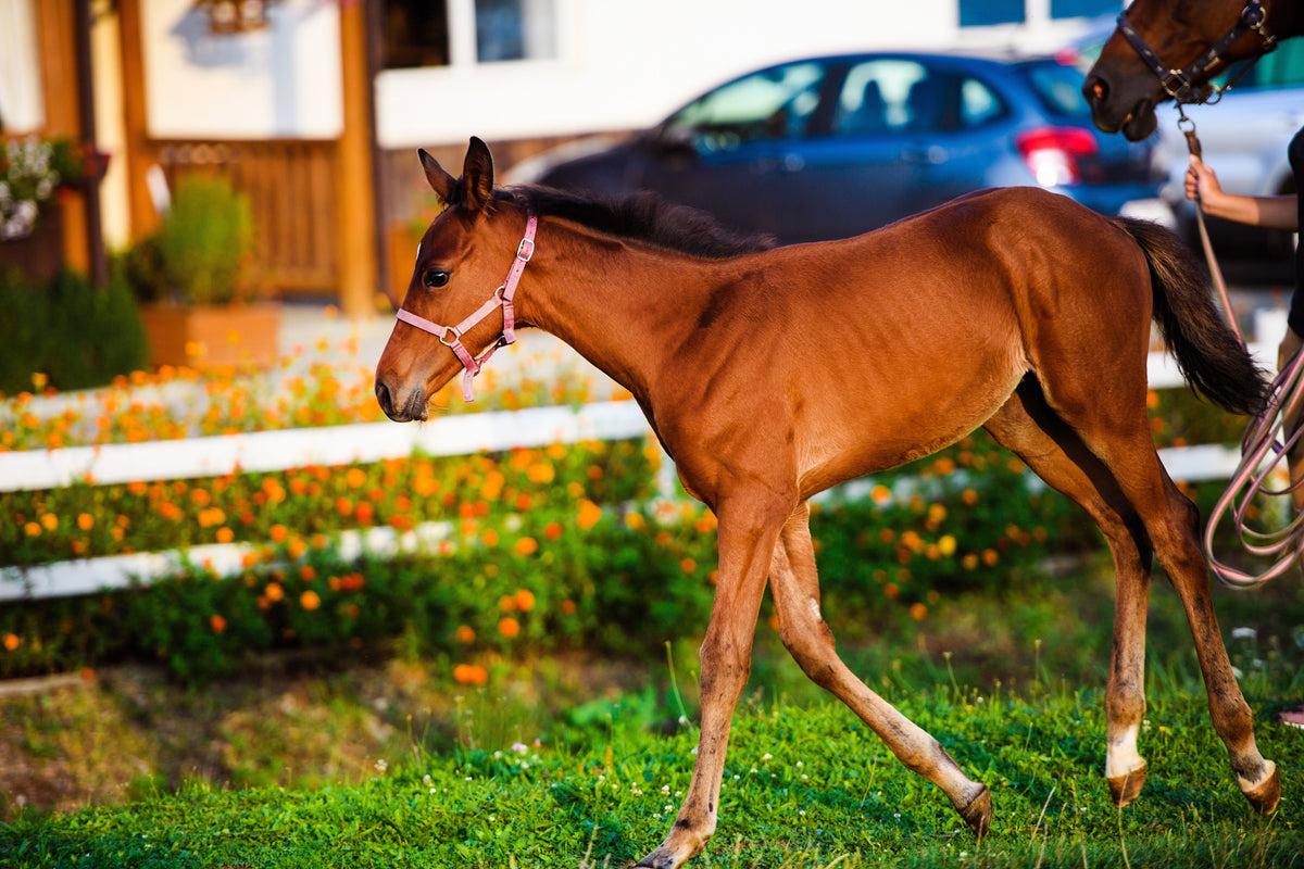 A young brown foal wearing a halter walking beside an adult horse.