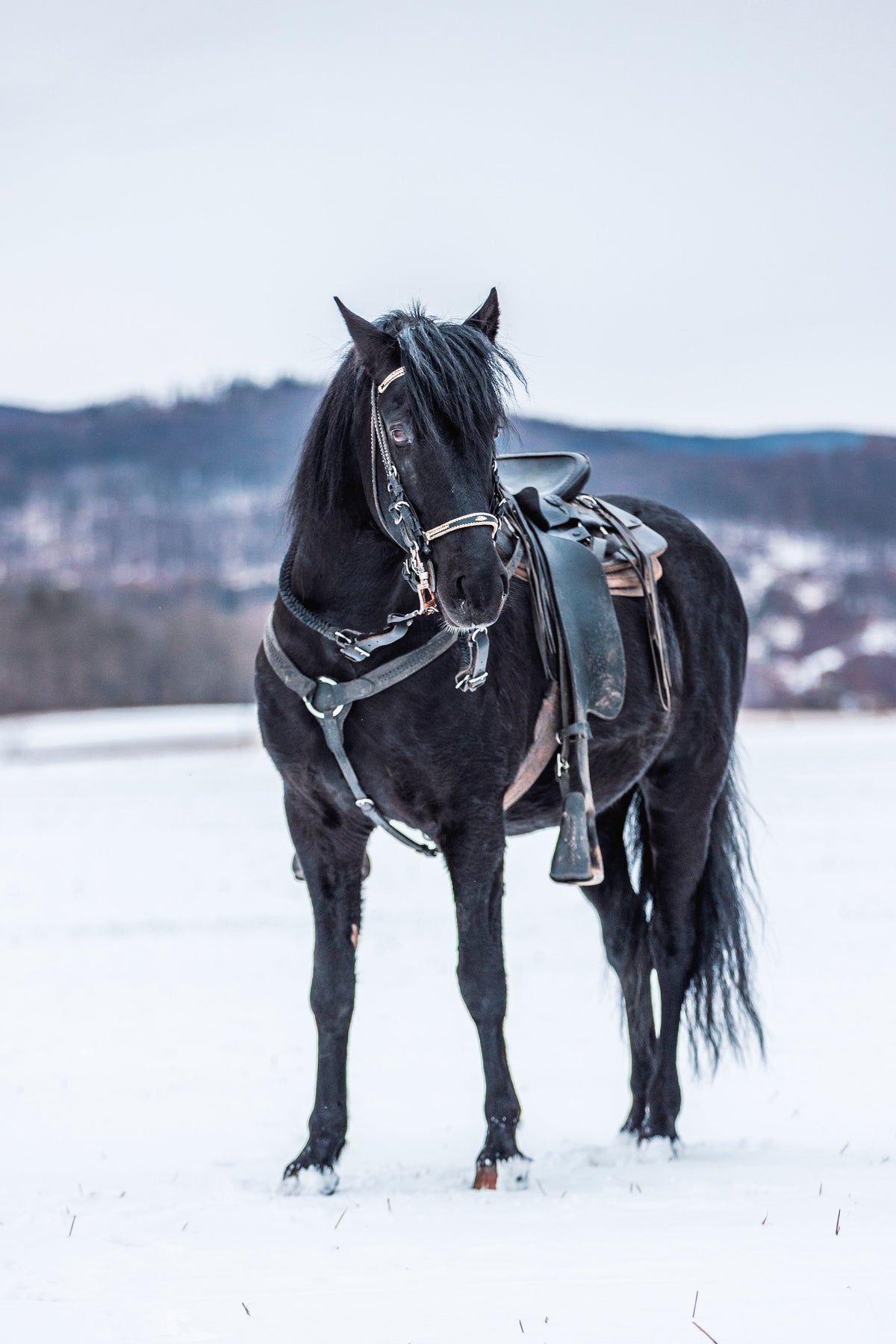 Black Paso Fino horse wearing a saddle and bridle while standing in a snowy field.