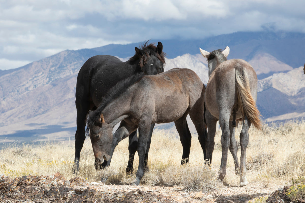 Three horses standing and grazing in a dry grassland with mountains behind them.