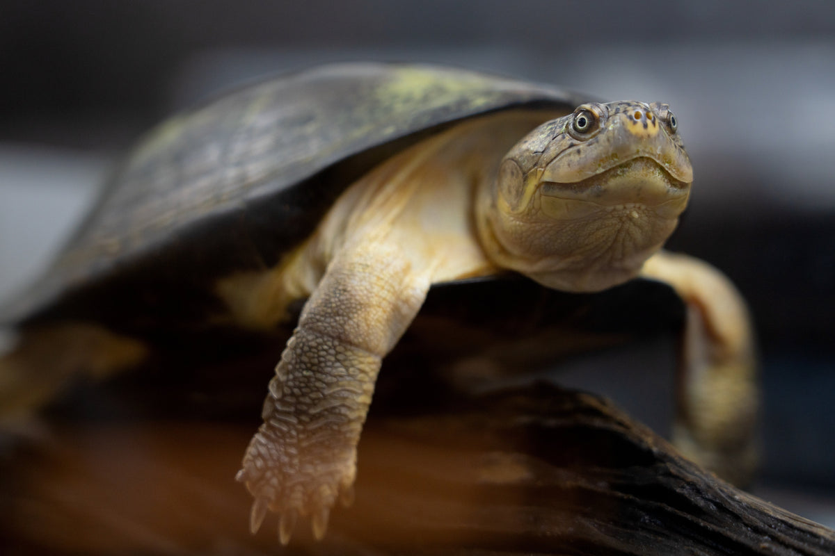 A turtle with a broad head resting its front feet on a log.