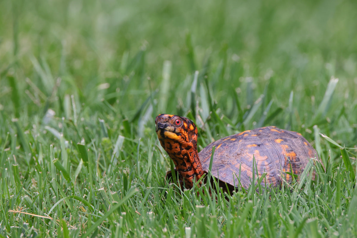 A domed-shell turtle with orange markings standing in grass.