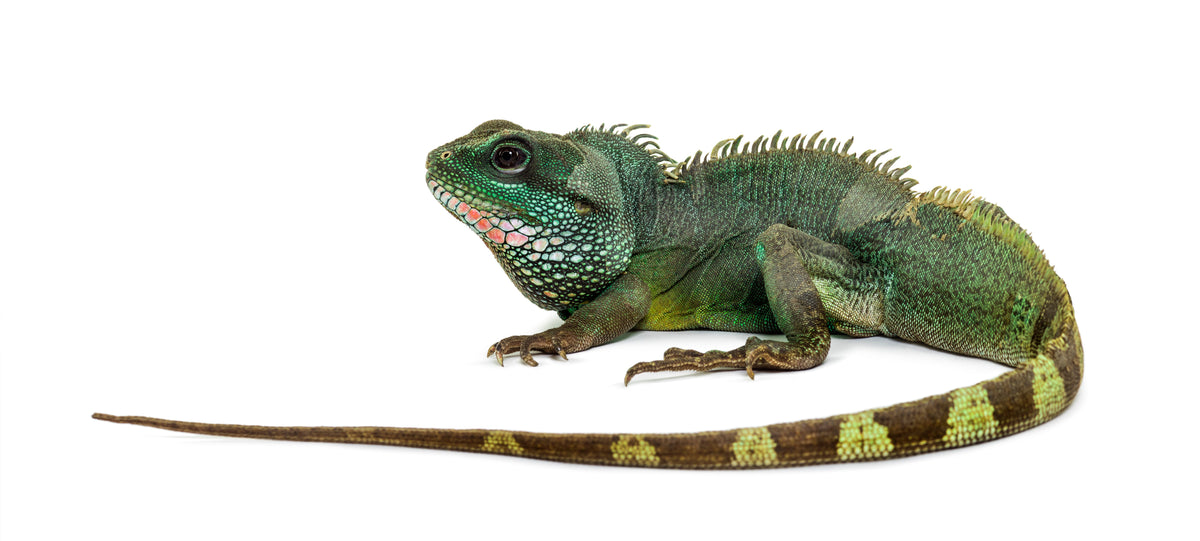 A green water dragon with a spiny crest and a long banded tail against a white background.