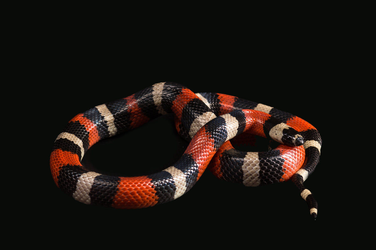 A red, black and cream-banded snake coiled against a dark background.