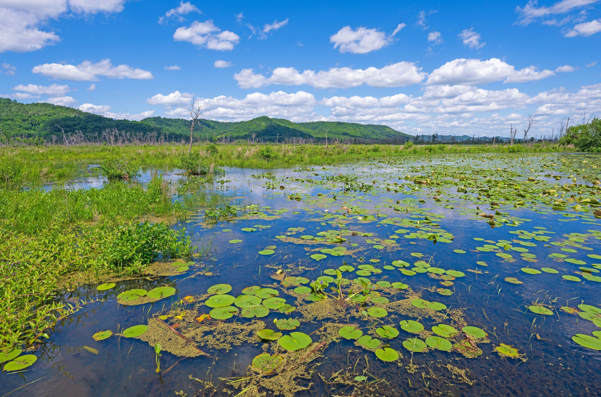 Freshwater wetland with floating aquatic plants, grassy banks and distant hills.