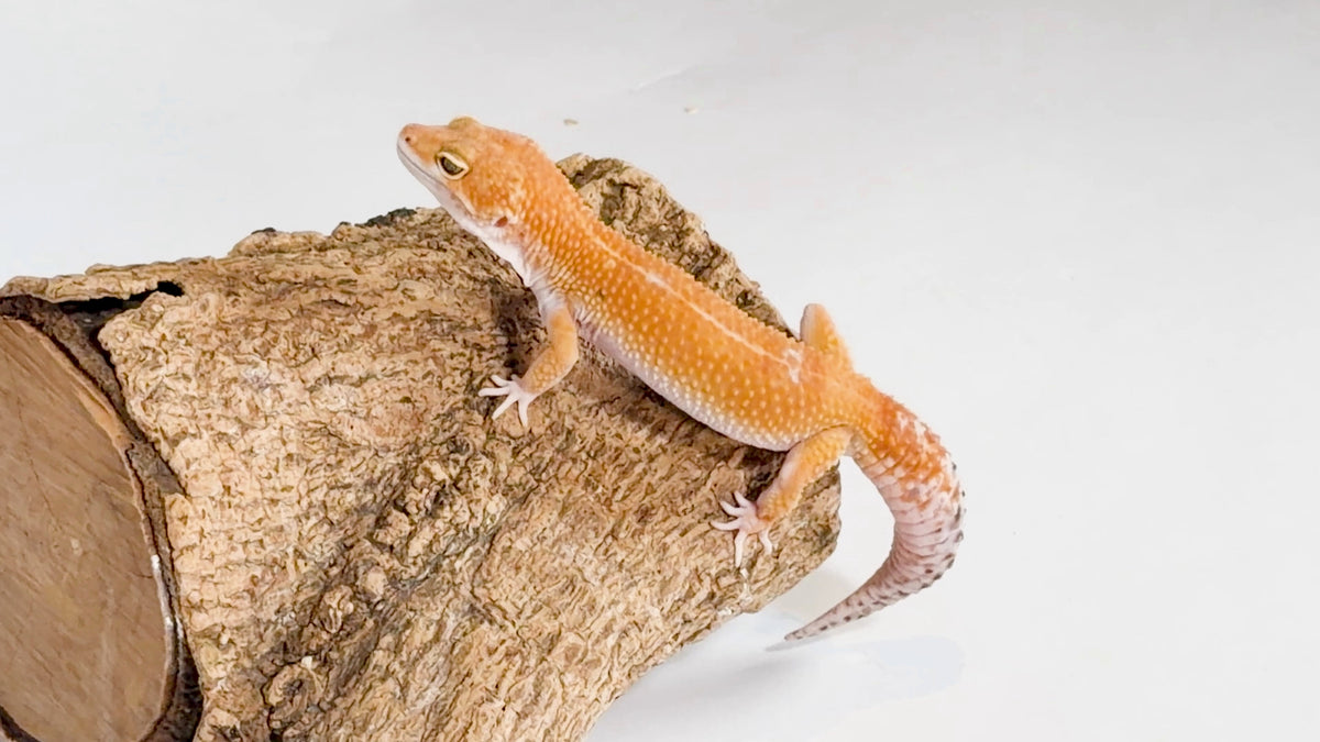 An orange gecko resting on a piece of bark against a white background.