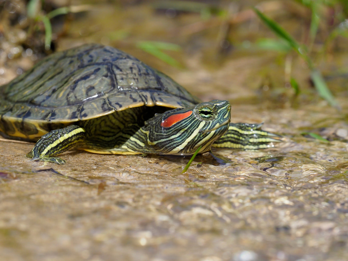 A turtle with striped skin and a red marking behind its eye resting beside shallow water.