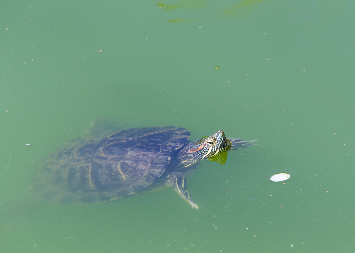 A turtle swimming near the surface of green water.
