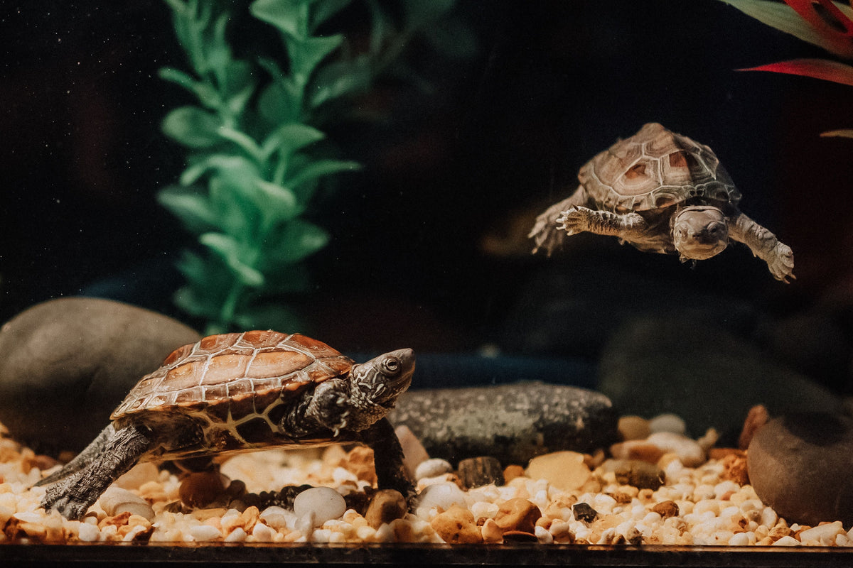 Two small turtles underwater in an aquarium with rocks and plants.