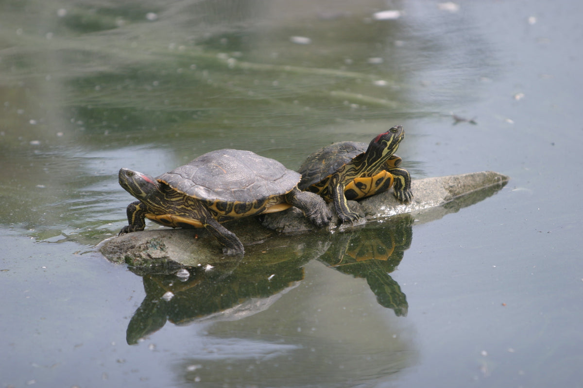 Two turtles resting on a log above the water.