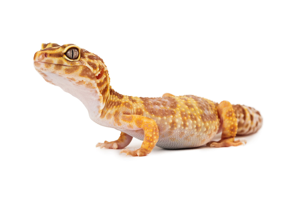 Orange-and-cream gecko standing against a white background.