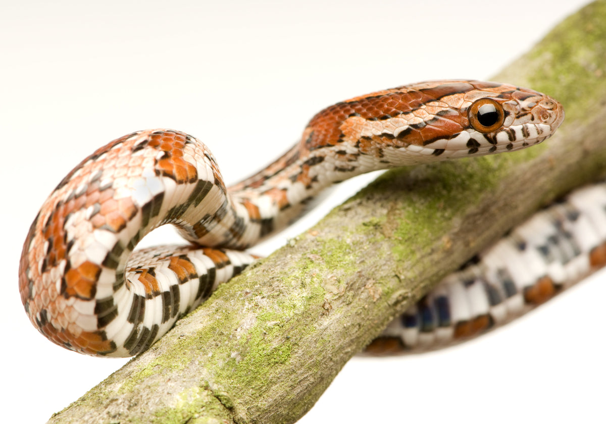 Close-up of an orange-and-brown patterned snake resting on a branch.