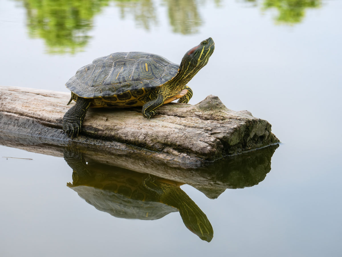 Freshwater turtle basking on a log above pond water.