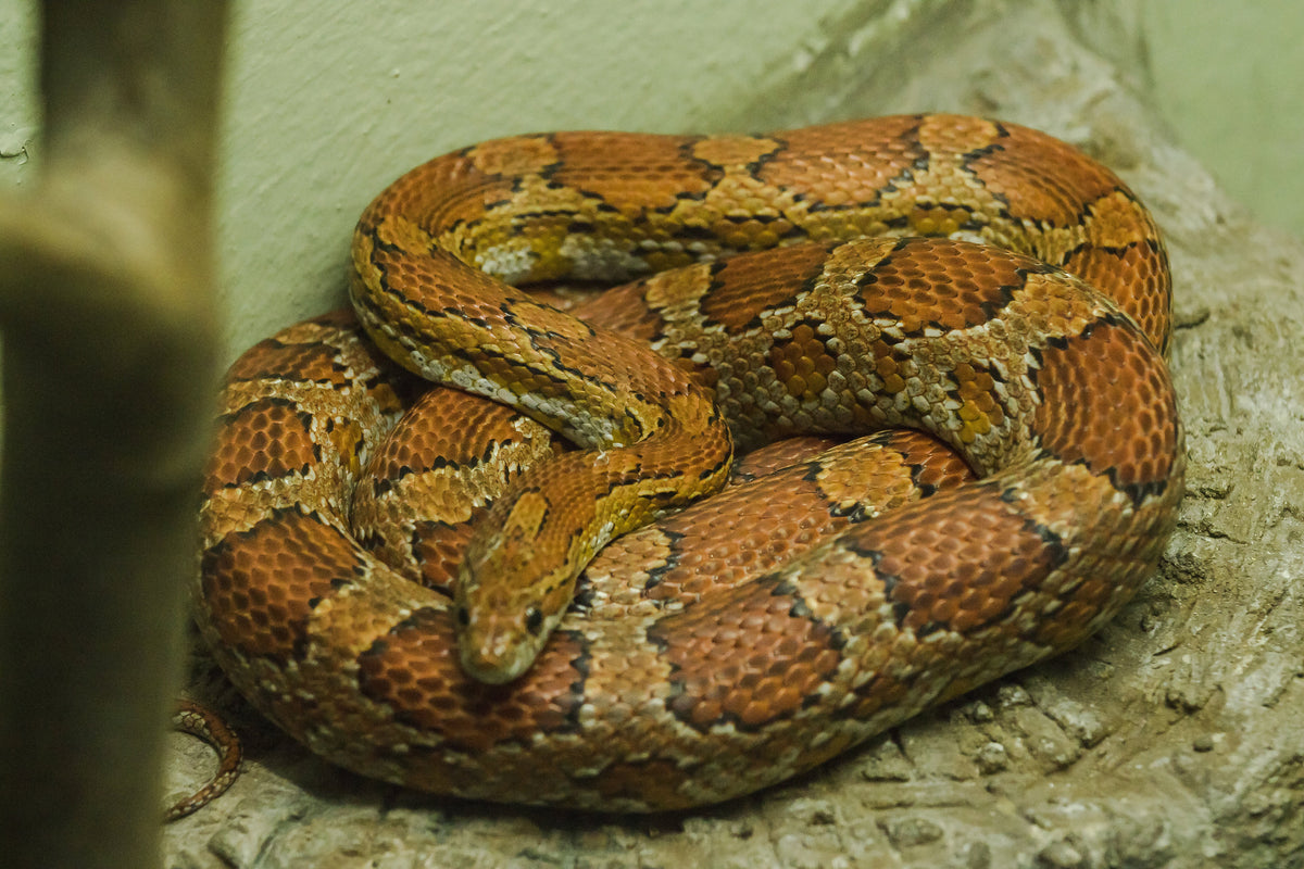 Orange-and-brown patterned snake coiled on a rock surface.