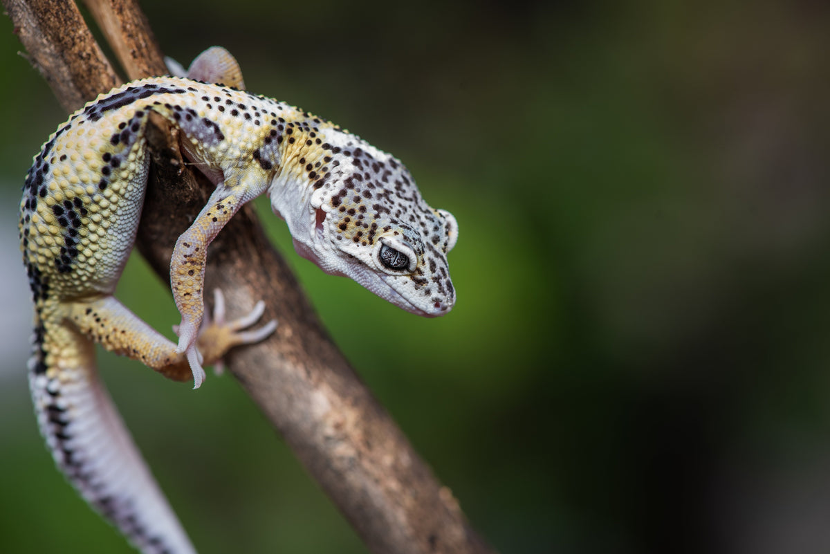 Spotted gecko resting on a diagonal branch.