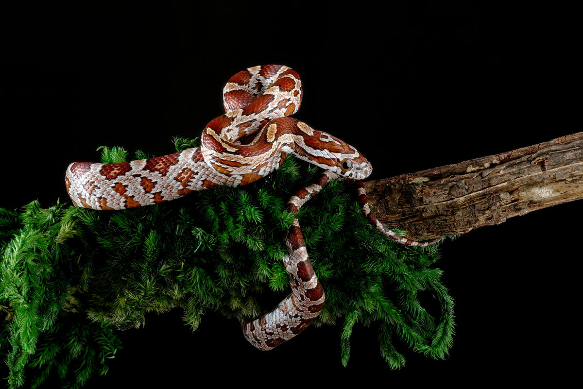 Red-and-white patterned snake coiled around a branch.