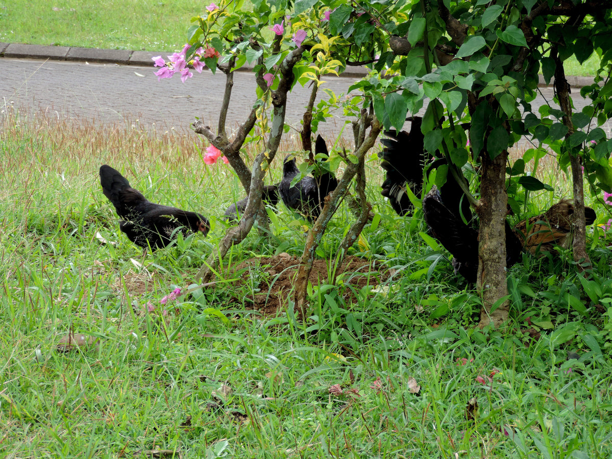 Chickens foraging on grass beneath a garden shrub.