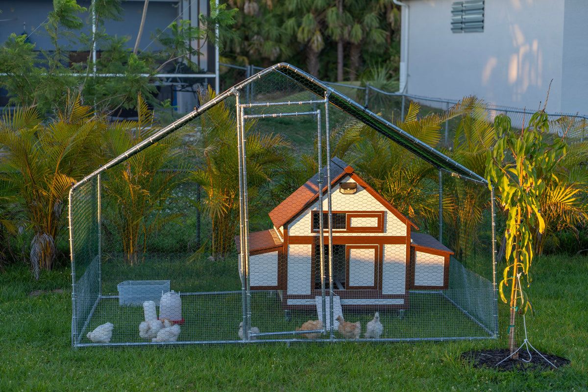Wooden chicken coop inside a roofed wire-mesh outdoor run.