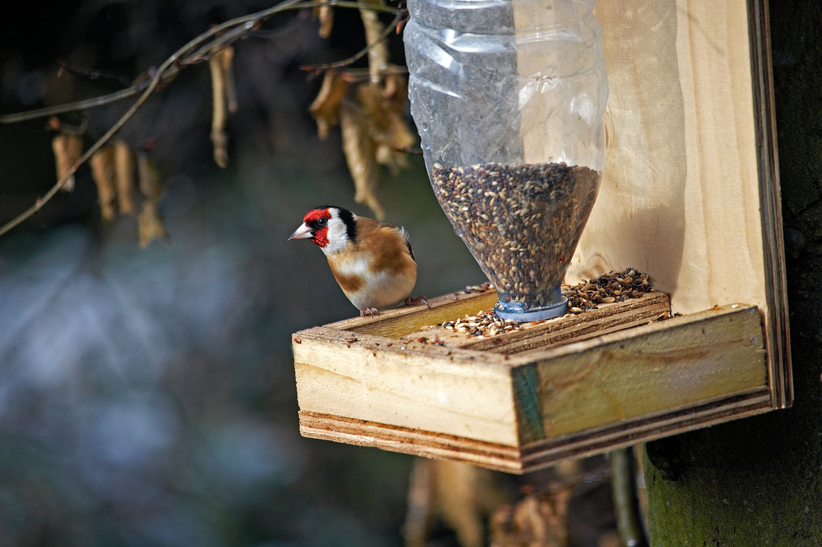 Small wild bird eating seeds from a garden feeder.