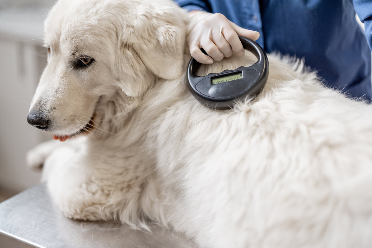 Person holding a microchip scanner over a light-coloured dog's upper back.