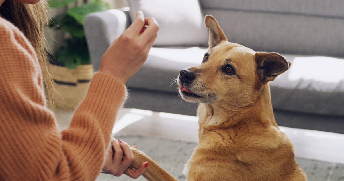 Tan dog watching a person's raised hand during an indoor training session.