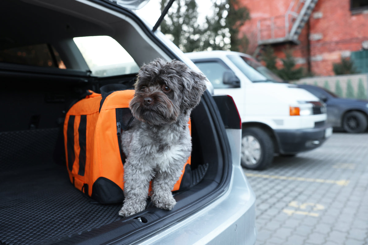 Small grey dog sitting beside an orange bag in the open boot of a parked car.