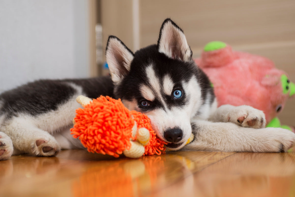 Black-and-white puppy lying on a wooden floor beside colourful toys.