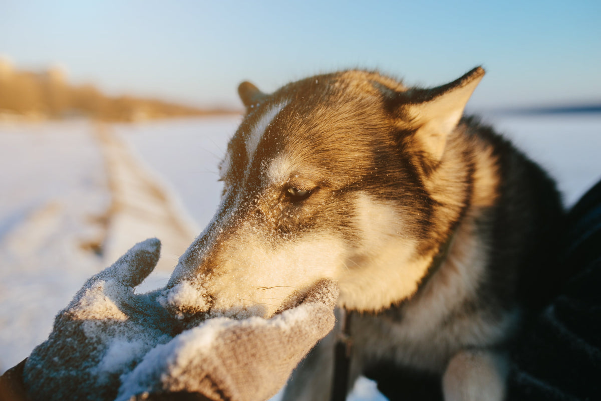 Dog touching a person's gloved hand with its nose outdoors in the snow.