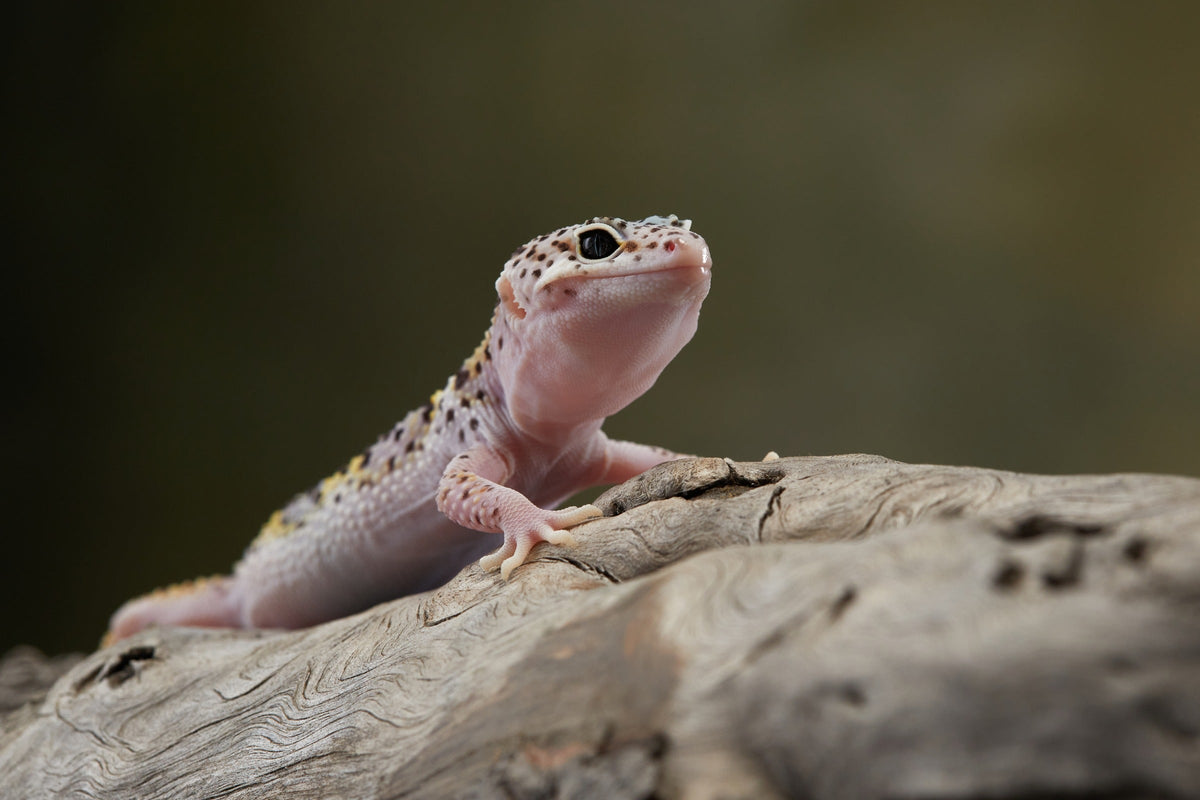 Leopard gecko resting on a log with its head raised.
