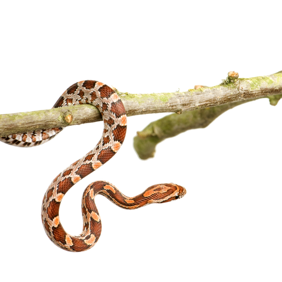 Orange and brown corn snake draped over a branch against a white background.