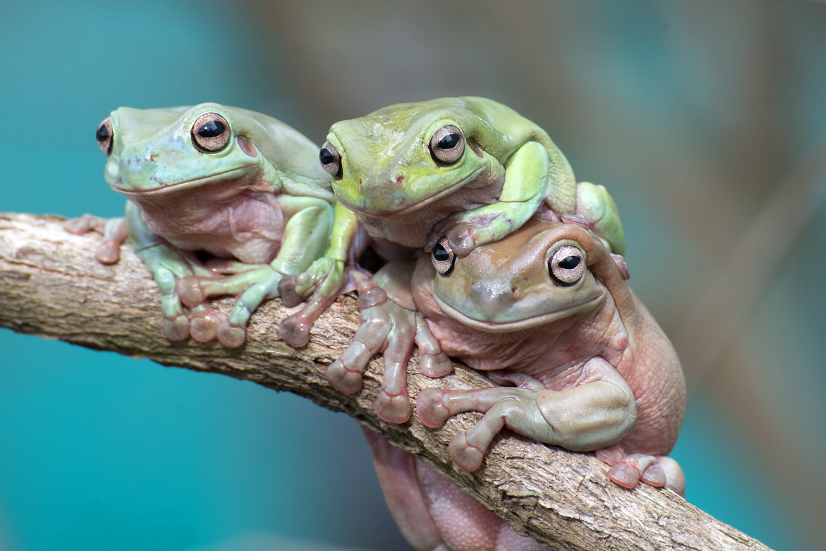 Three green tree frogs perched together on a branch.
