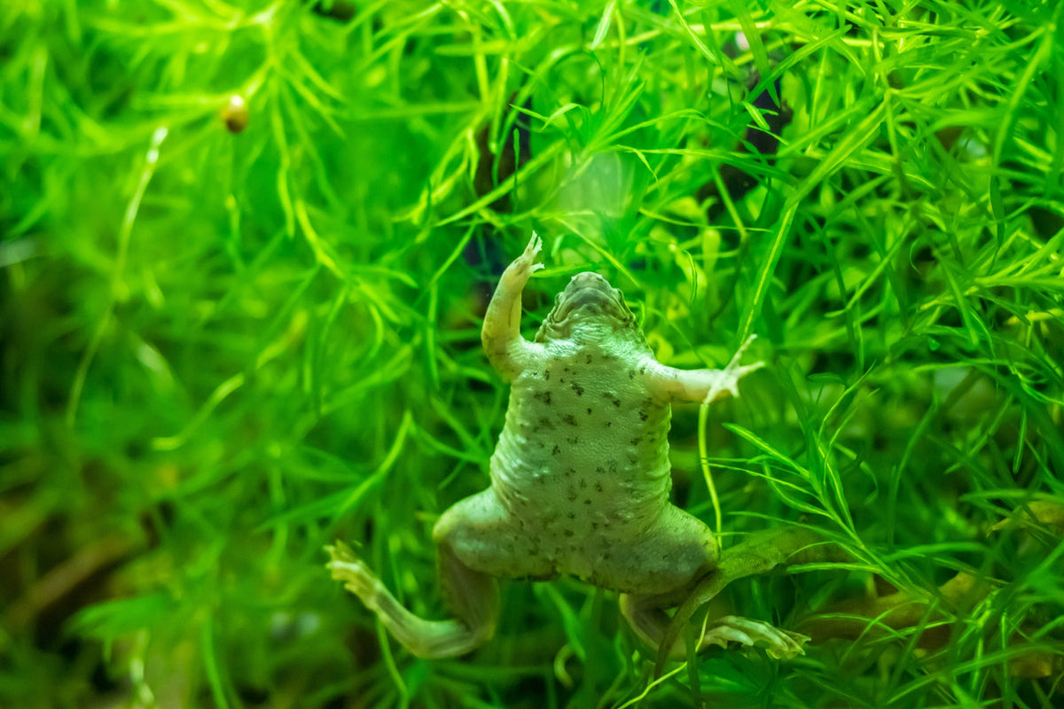 Aquatic frog swimming among bright green underwater plants, viewed from below.