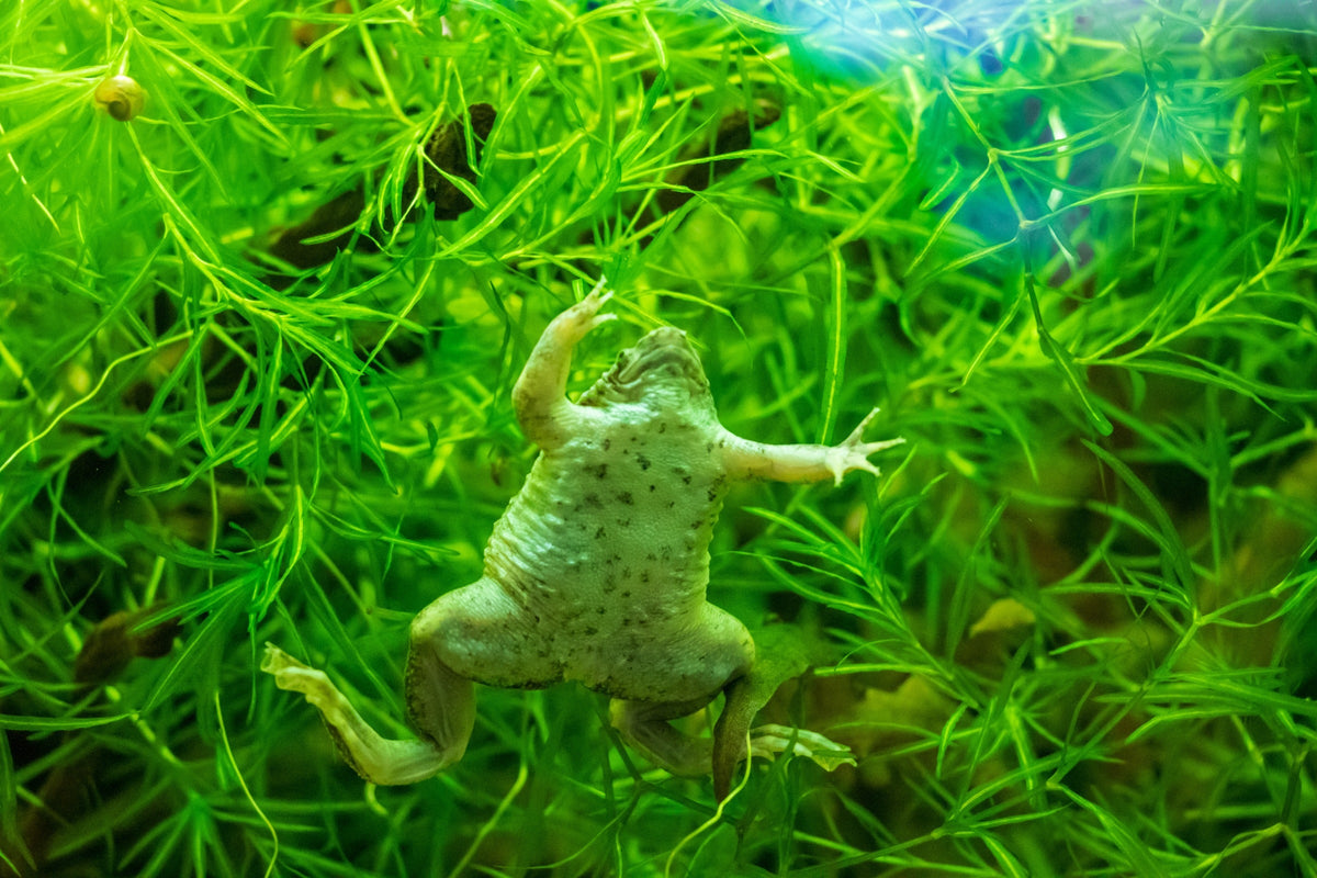 Aquatic frog swimming among bright green underwater plants, viewed from below.