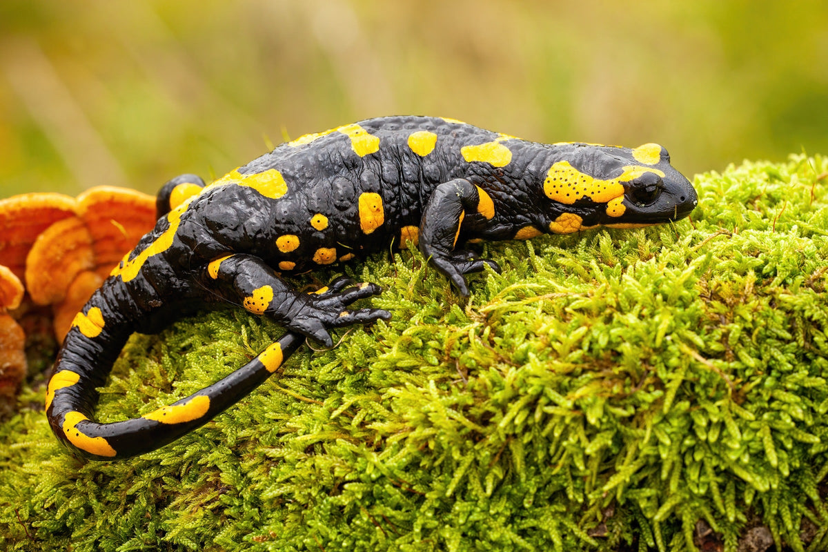Black and yellow fire salamander on green moss beside a fallen leaf.