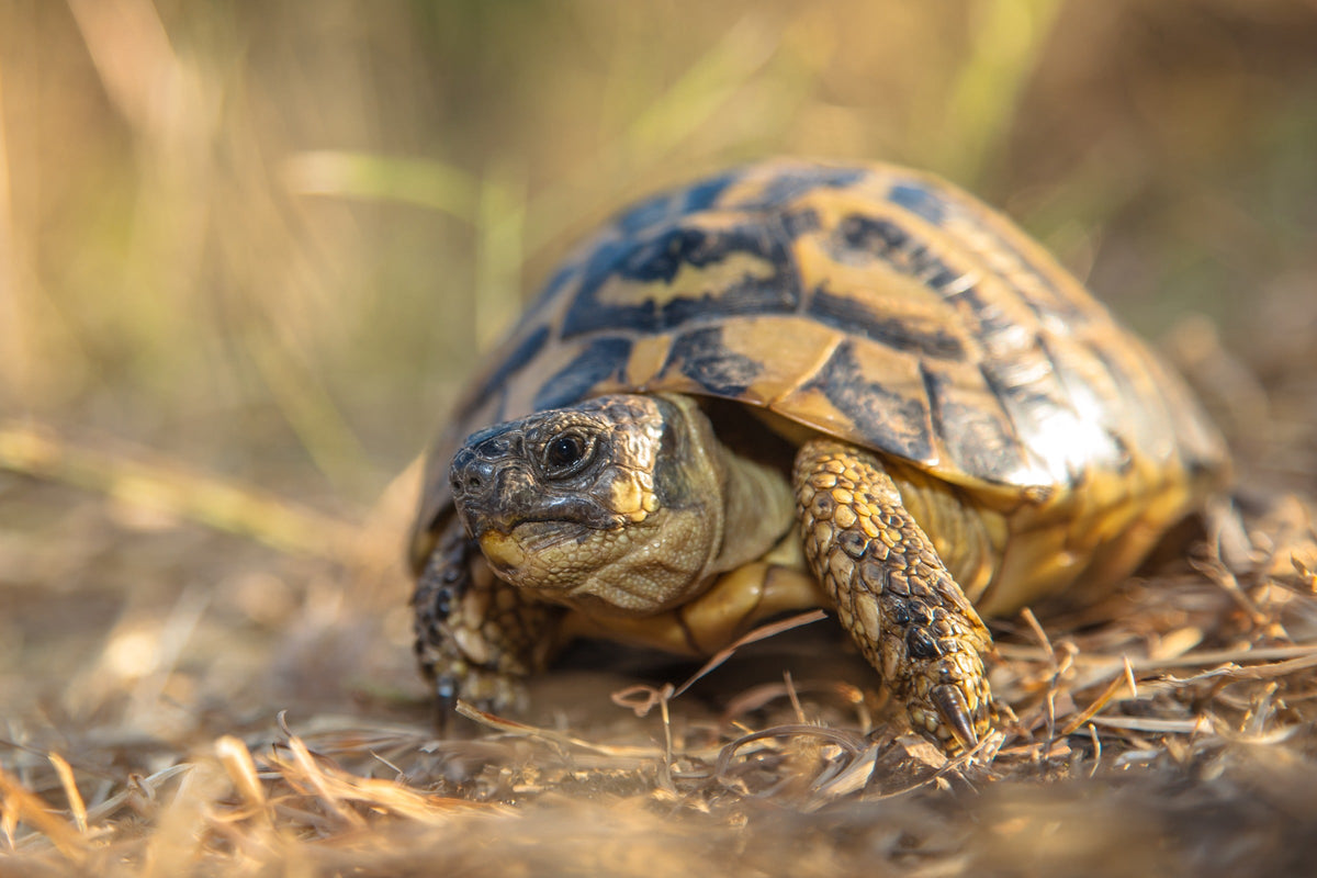 Tortoise walking across dry soil and scattered pine needles.