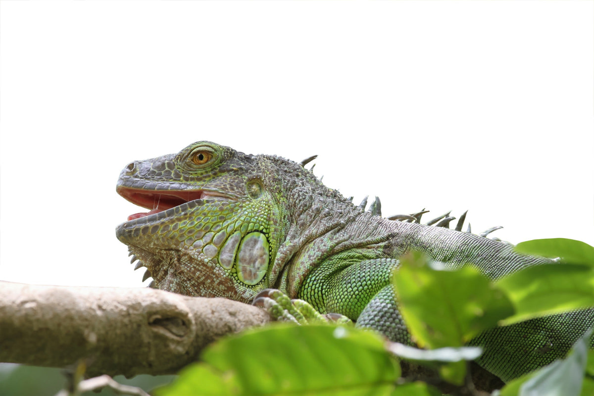 Green iguana resting on a branch among leaves with its mouth open.