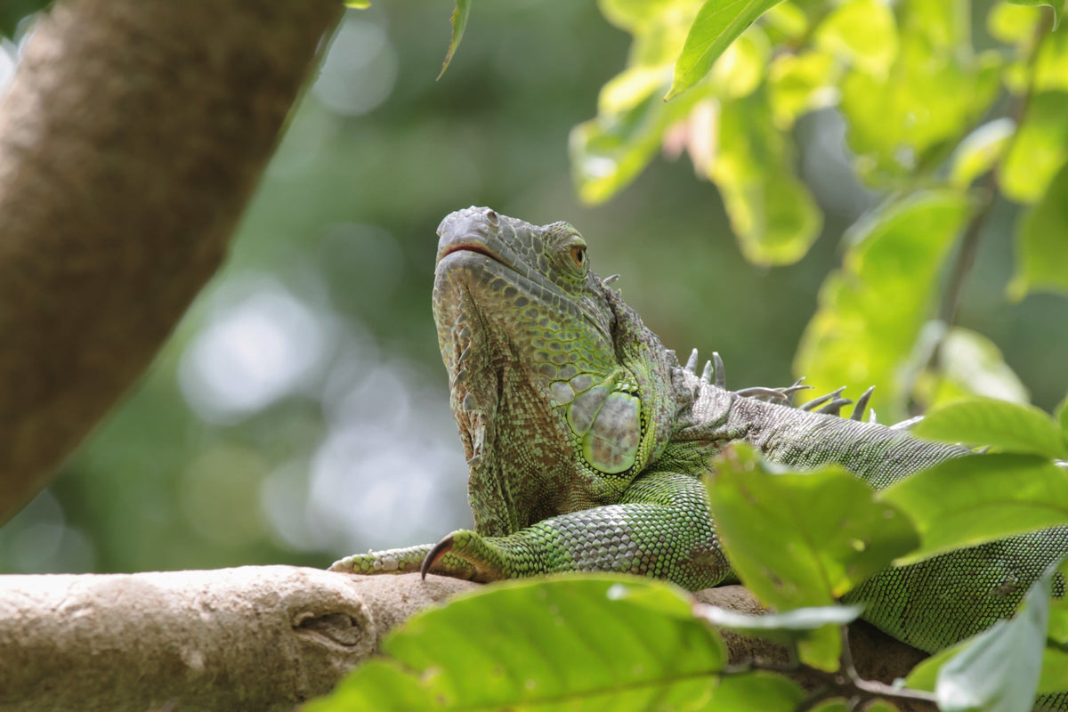 Green iguana resting on a tree branch among leaves.