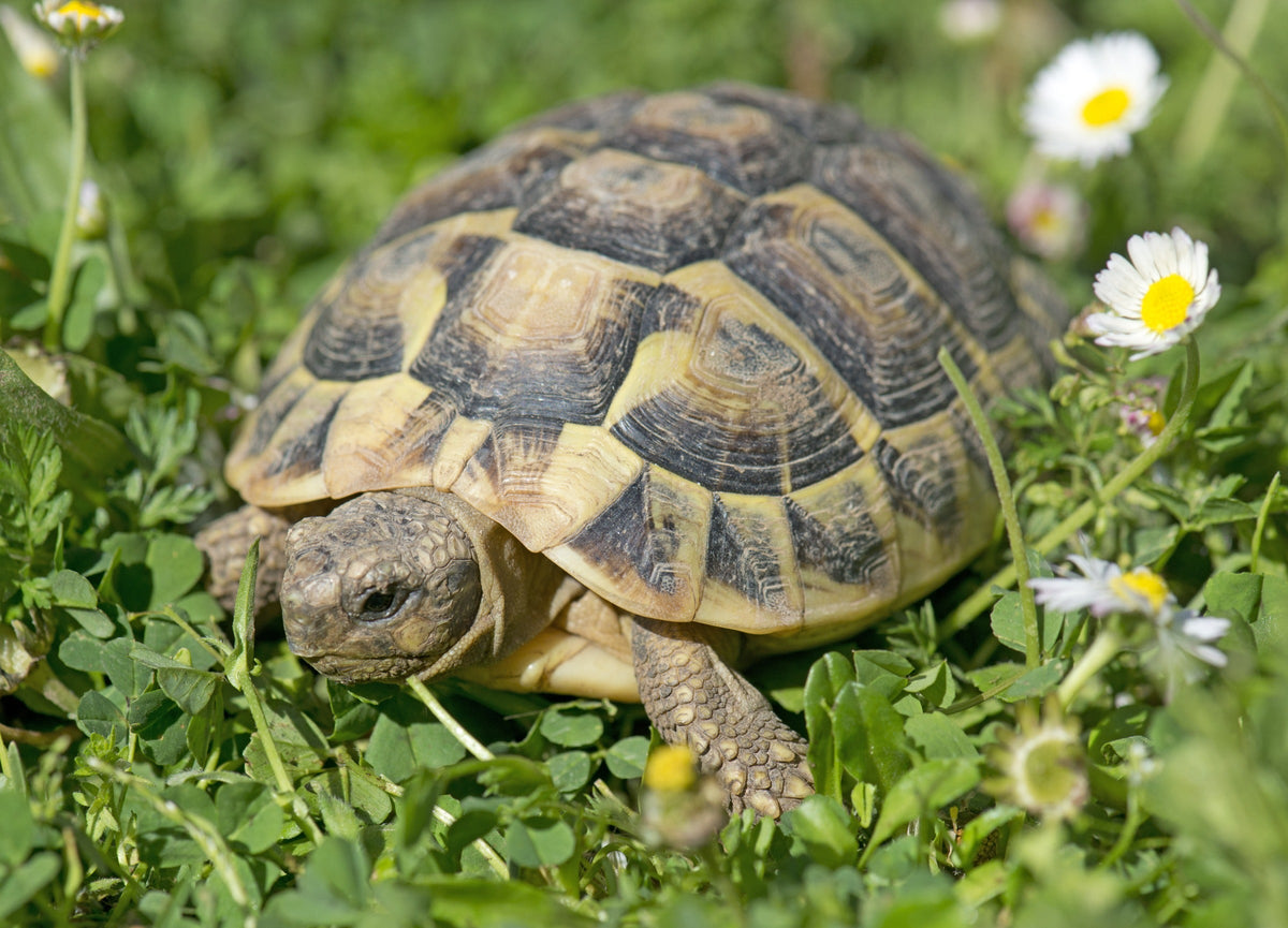 Hermann's tortoise walking through grass and small white flowers.