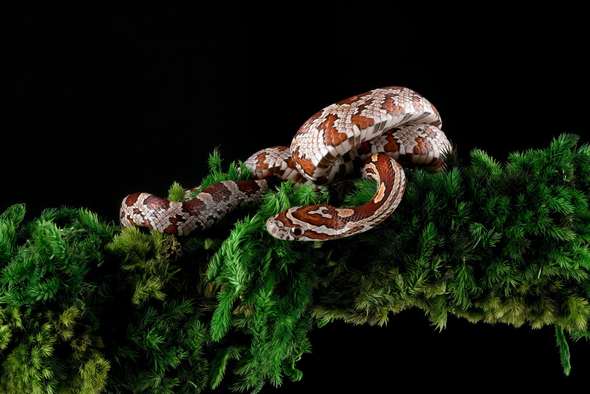 Orange and white corn snake coiled on a moss-covered branch against a dark background.