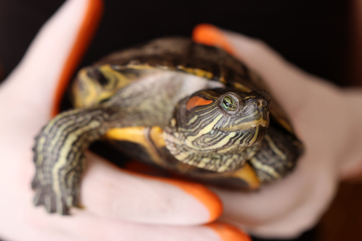 Red-eared slider turtle supported in a person's hands.