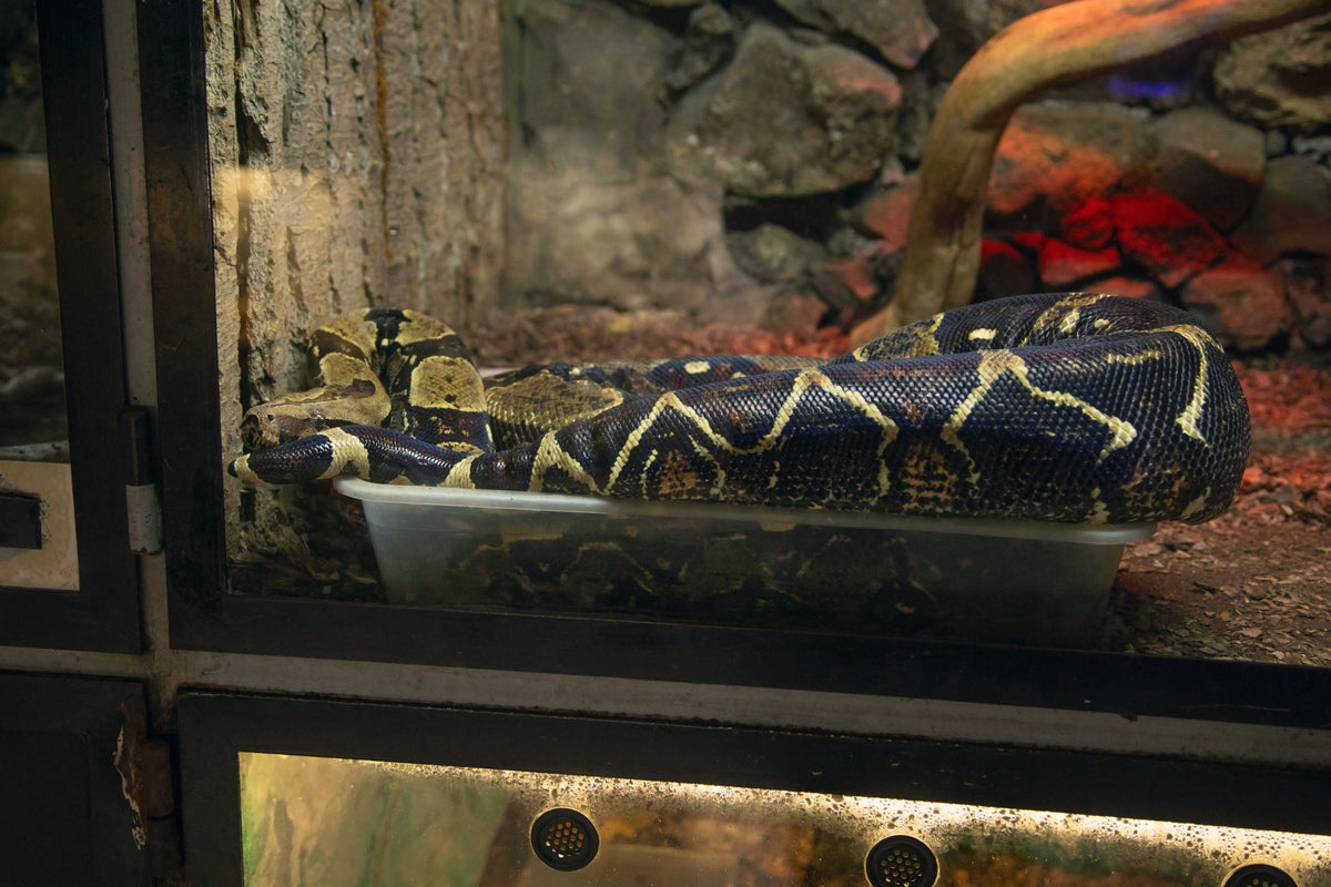 Patterned python coiled in a glass-fronted enclosure.