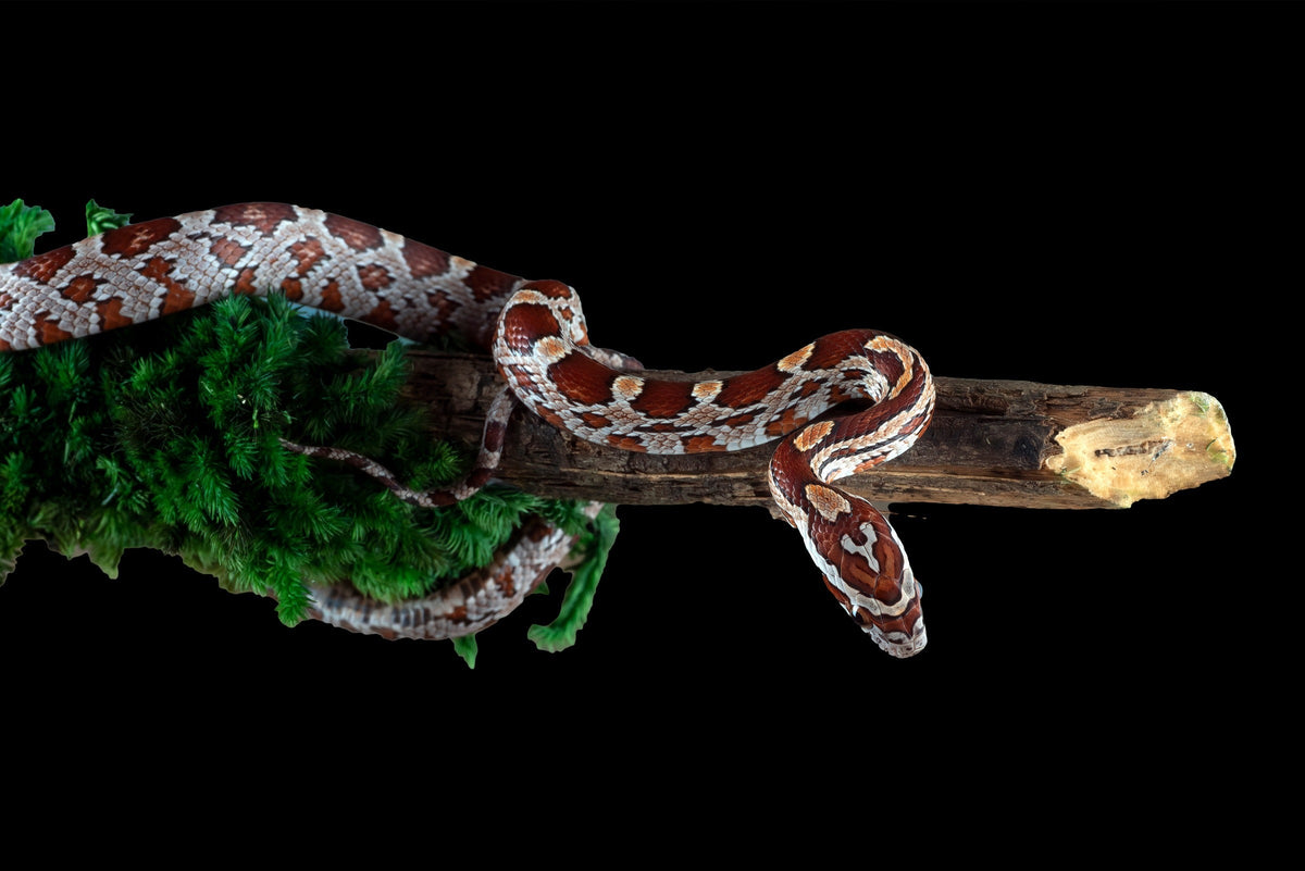 Orange and white corn snake stretched along a moss-covered branch.