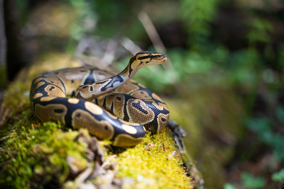 Ball python coiled on moss in a planted terrarium.
