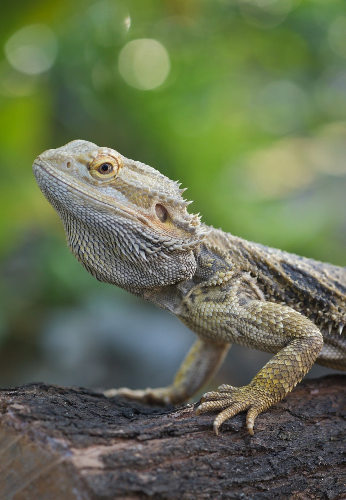 Bearded dragon standing on a log with its head raised.