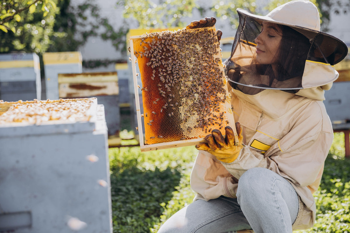 Beekeeper in protective clothing holding a honeycomb frame covered with bees.