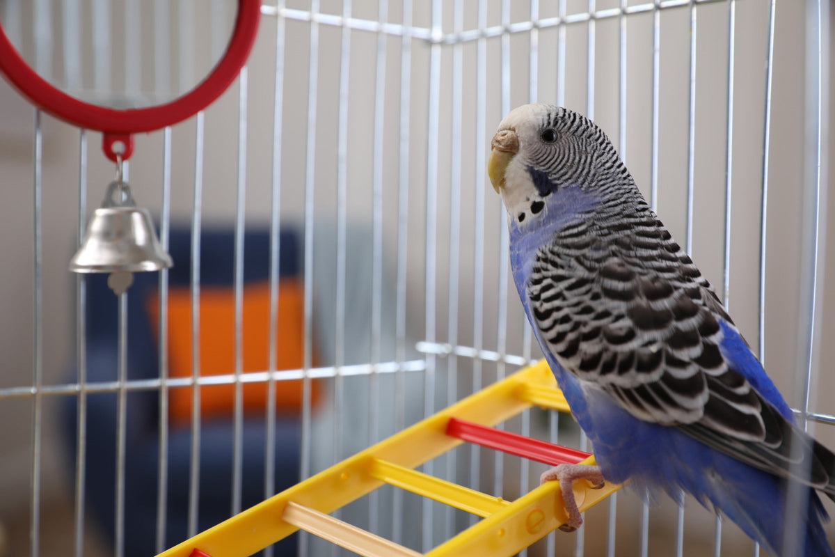 Blue budgerigar perched inside a cage.