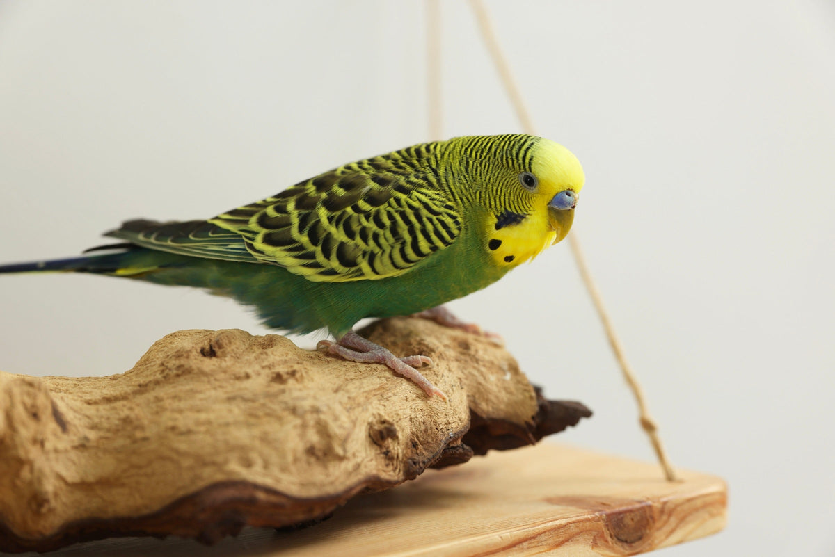 Green and yellow budgerigar perched on a natural wood branch.