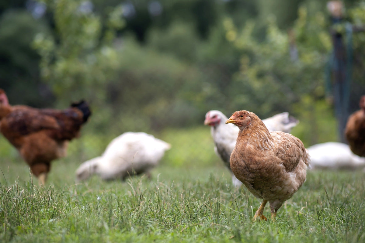 Chickens foraging in grass in a backyard.