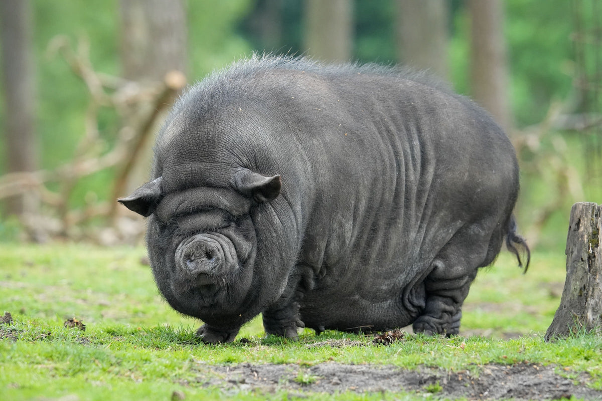 Black potbellied pig standing on grass.